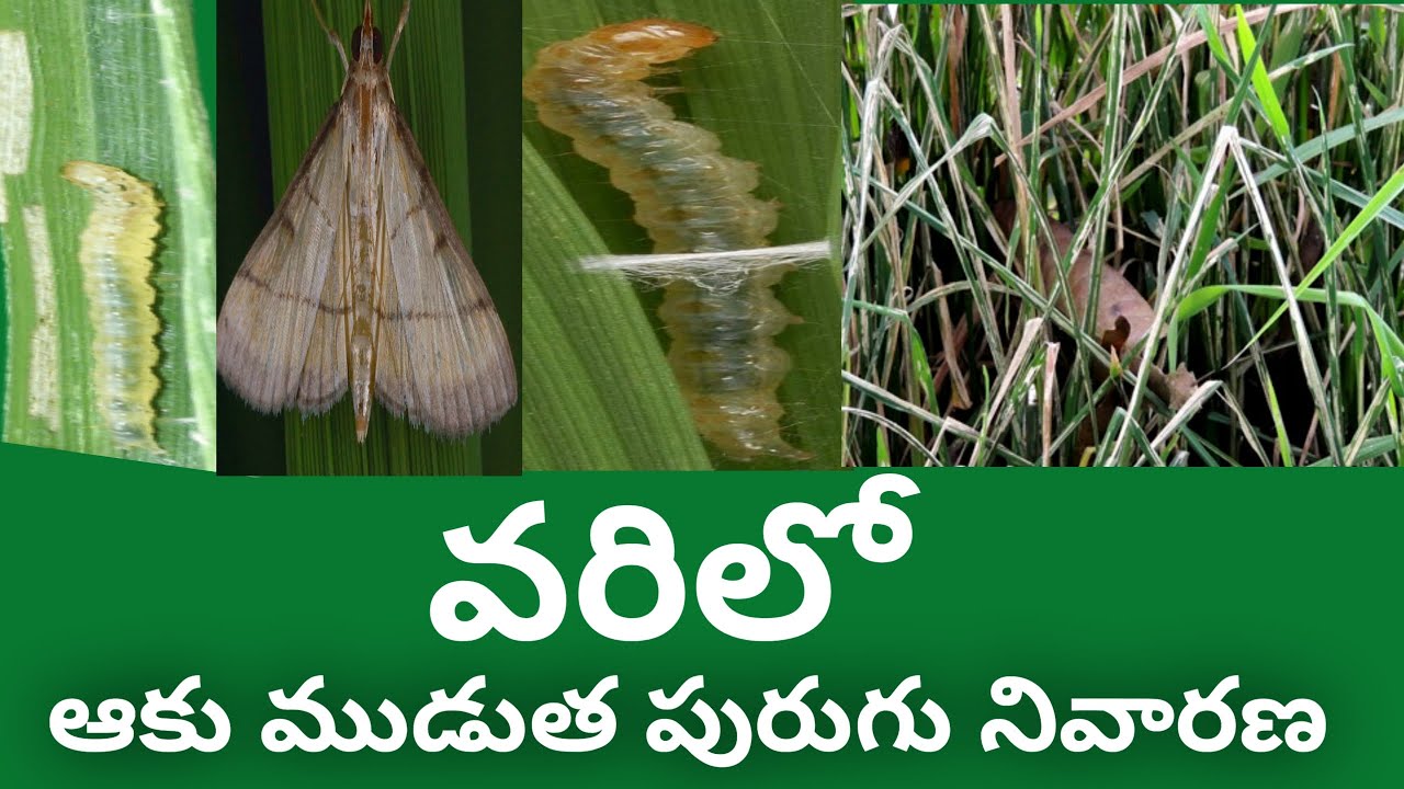 #VinodhAgriculture# వరిలో ఆకుముడత పురుగు నివారణ/Paddy Leaf Folder Control Methods