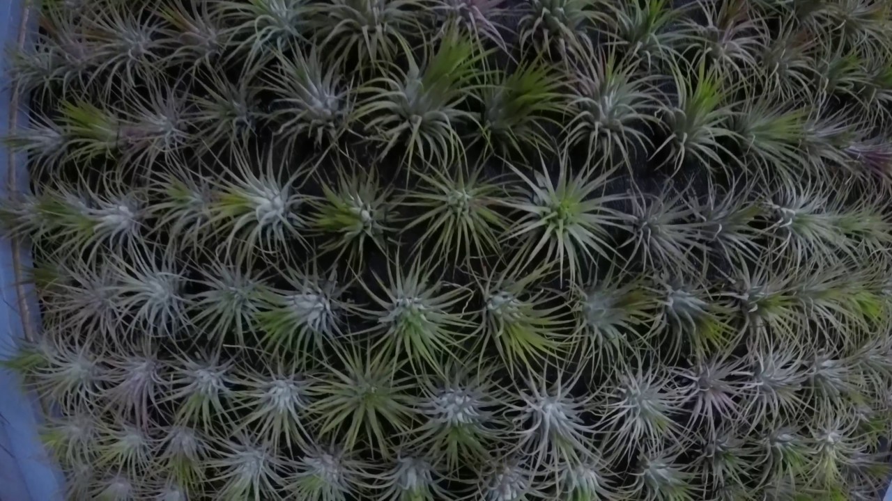 2017 03 18 Tillandsia Antares Legnano