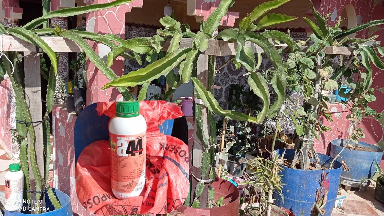 كيفة تجعل شجرة تنين Dragon fruit تزهر قبلة الوقت وفي السنة الأولى وجميع الأشجار المثمرة الجزء الأول
