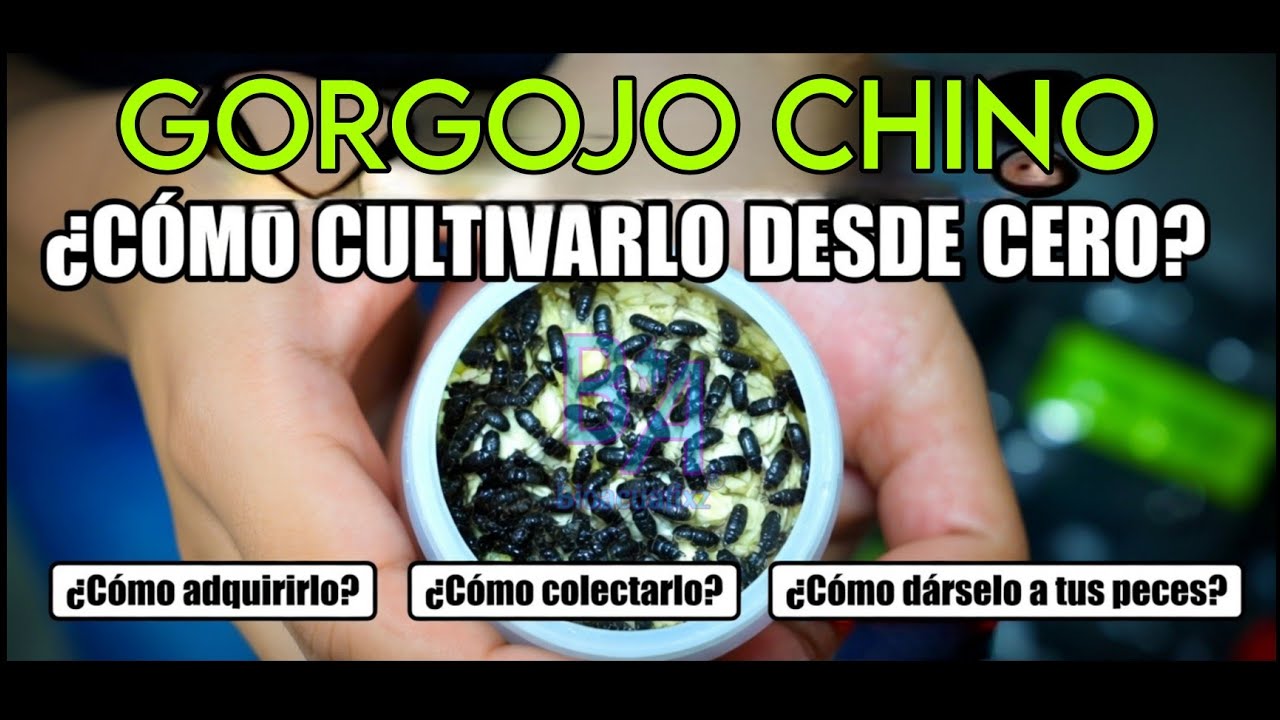 Gorgojo chino y su cultivo,  guía completa