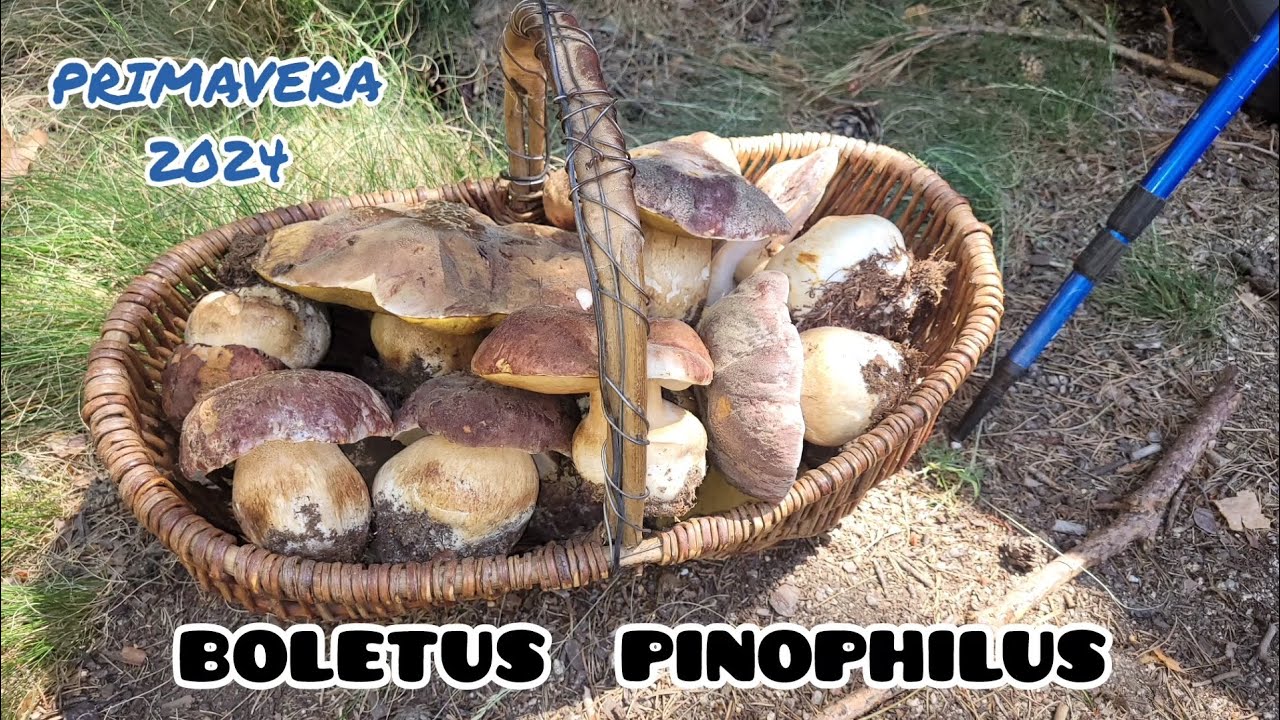 ESPECTACULARES BOLETUS PINOPHILUS A FINALES DE MAYO DE 2024 🍄