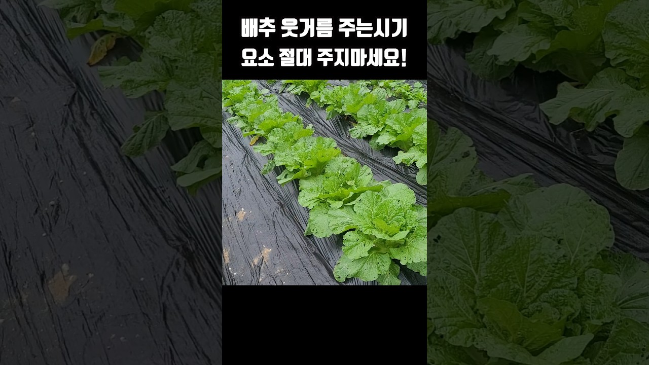 배추 결구시기 웃거름 요소비료 절대 주지마세요! #배추재배