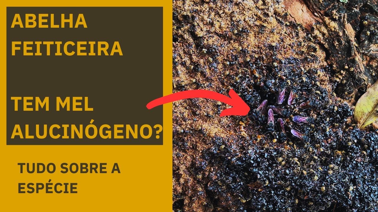 ABELHA FEITICEIRA - Trigona recursa - tudo sobre