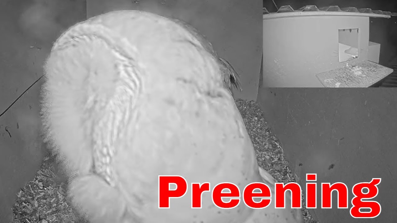 **🥰 Barn Owl Preens Right in Front of the Camera **