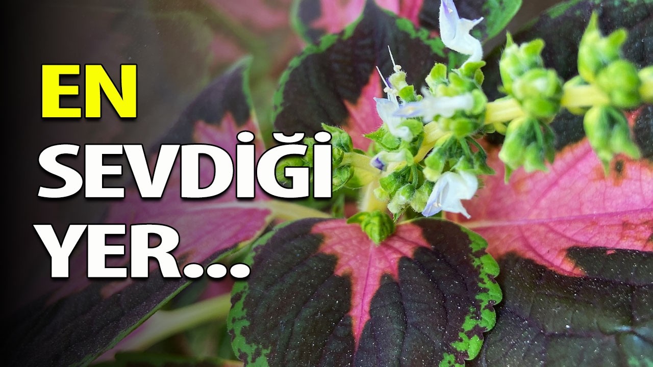 Yaprak Güzeli (Coleus) - Kolyos Bakımı 🌸 Ev Yeşili 👩‍🌾