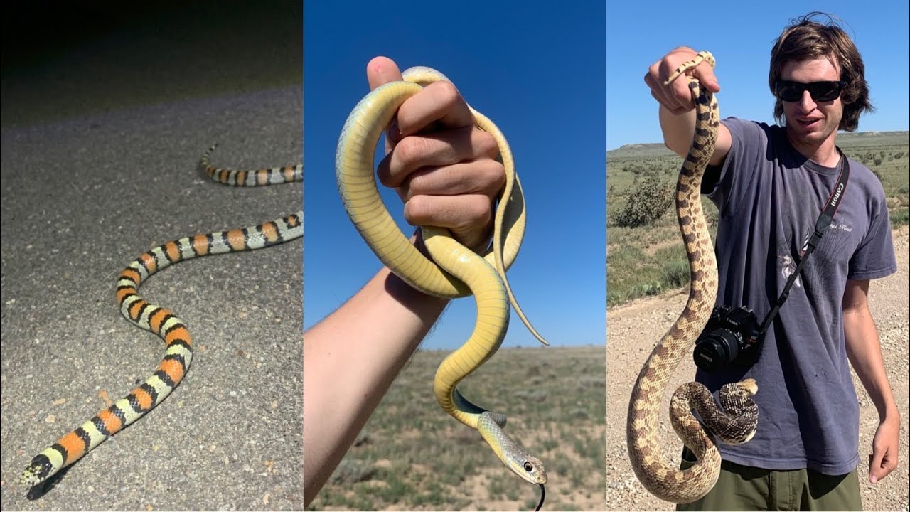 Crazy 24 Hours of Herping in Colorado!! - (23 Different Herp Species)