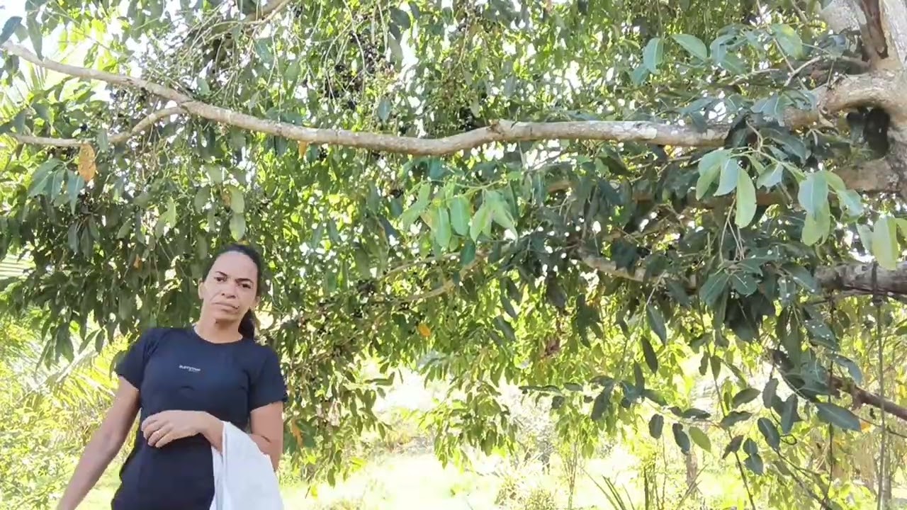 HOJE AQUI NO SITIO RECONHENDO AZEITONA 