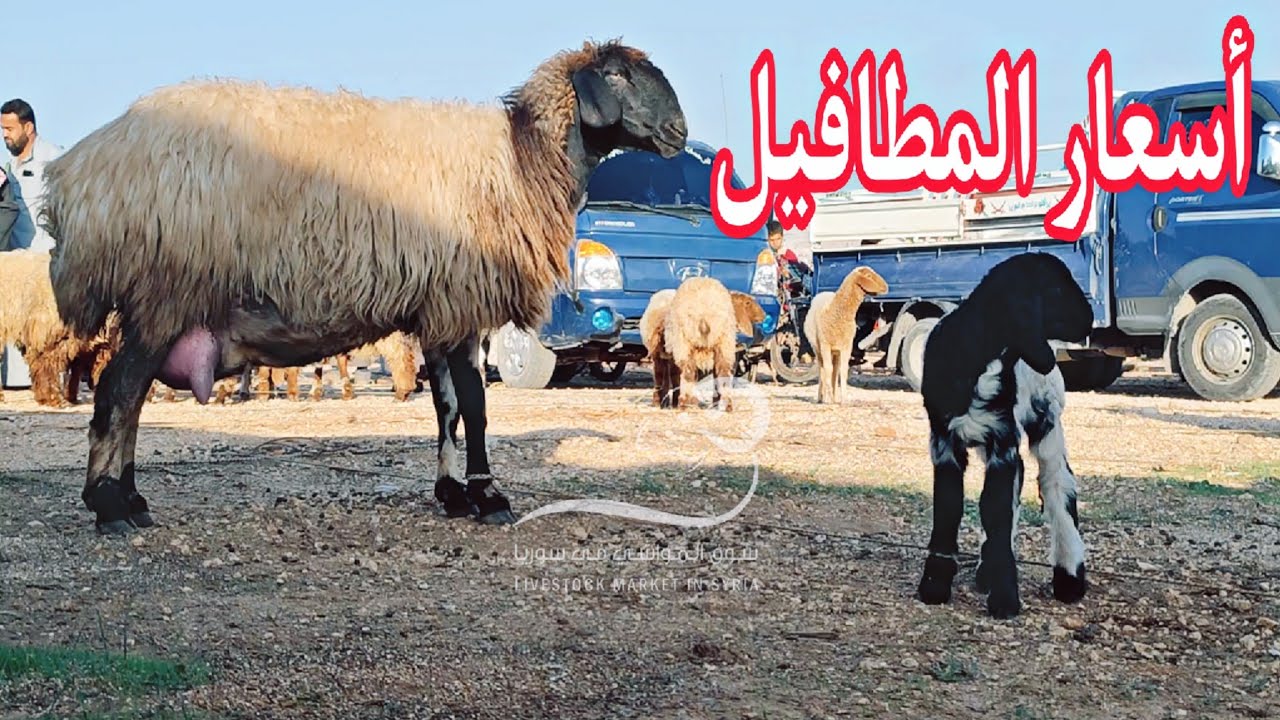 ٤/ ١١ سوق الغنم والبقر بشمارون غربي إدلب/ الطلب عالخروف الخامي والعشر والمطافيل وأسعار لحم البقر