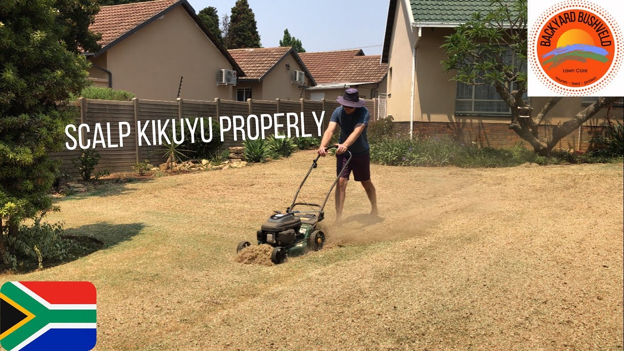 Scalping my kikuyu - Not a lawn reno