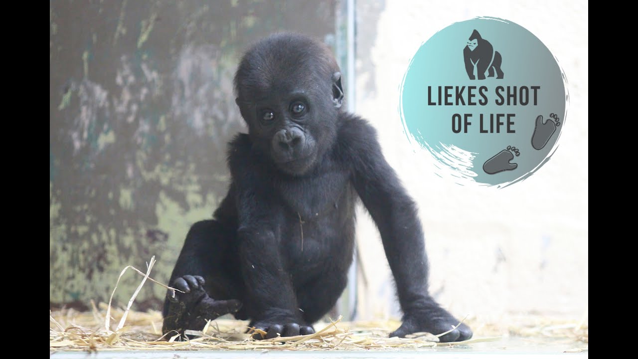 GORILLA BABY KIANGO LOVES HIS AUNTIE NEMSI