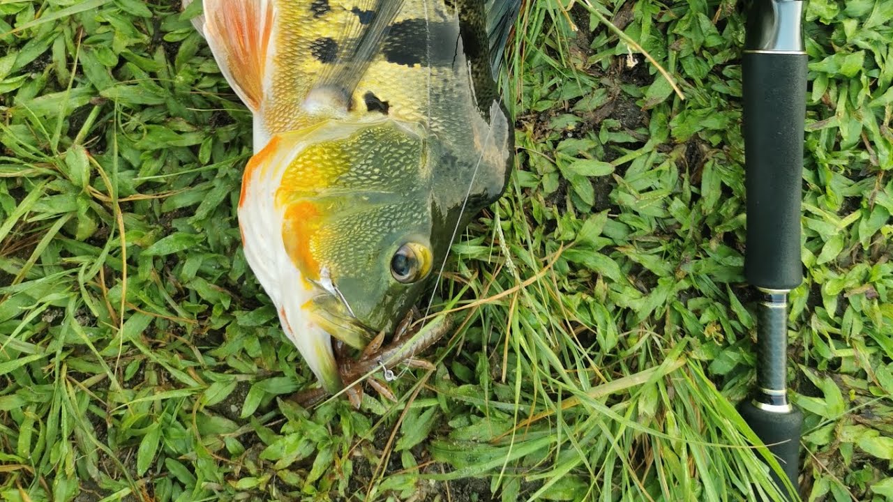 Jackall Scissor Comb 4.8inch Free Rig fishing for Peacock Bass