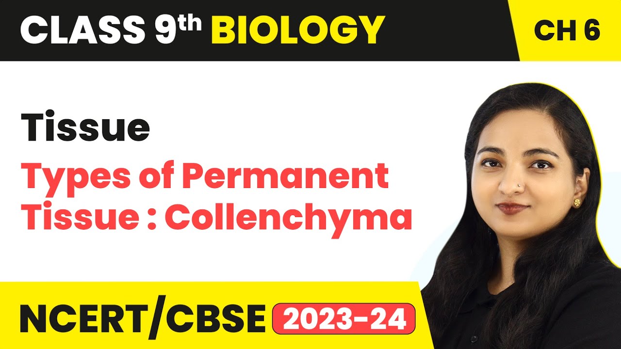 Types of Permanent Tissue : Collenchyma - Tissue | Class 9 Biology (2023-24)