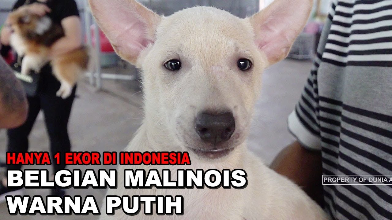 BELGIAN MALINOIS PUTIH - HANYA 1 EKOR DI INDONESIA