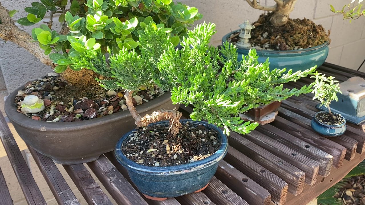 When to fertilize a bonsai tree