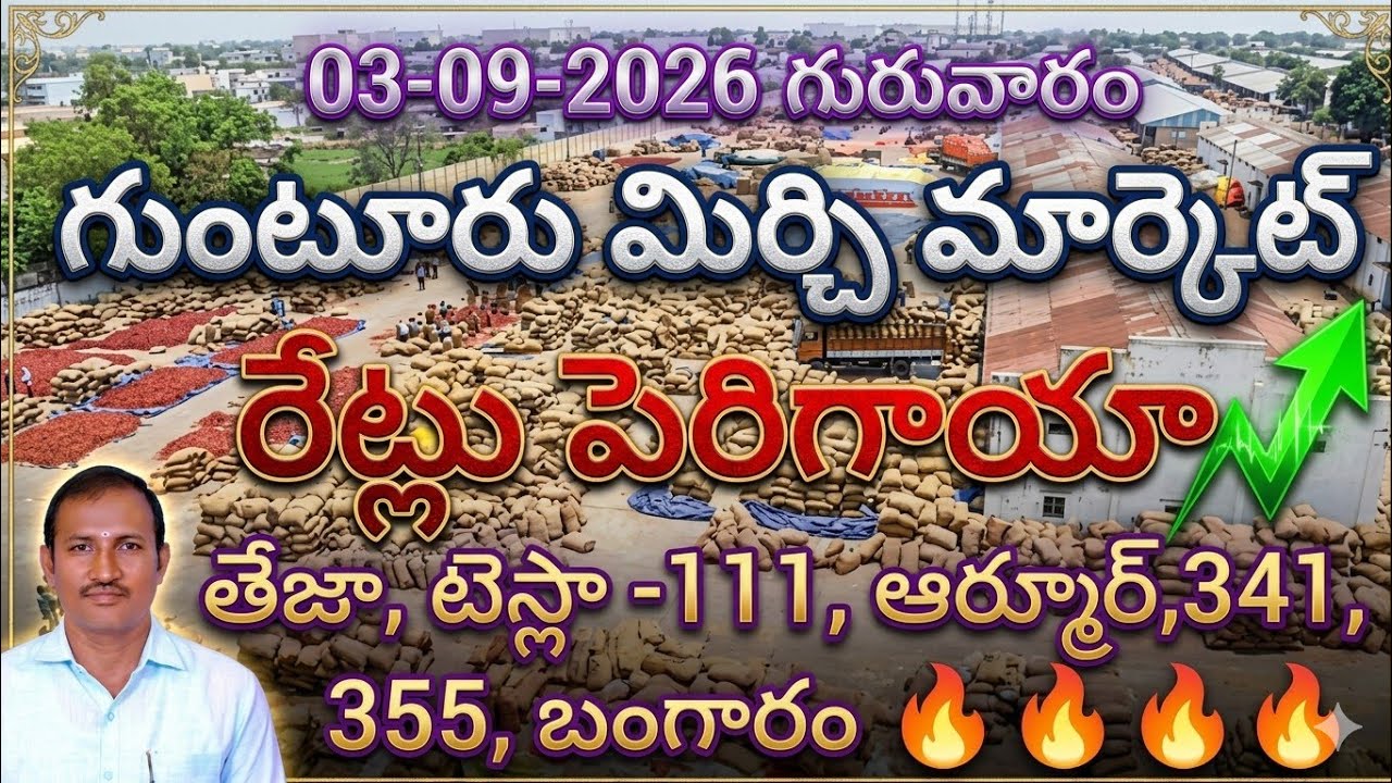 09/03/2026 Thursday Guntur Mirchi Market Rates. Today Guntur Mirchi Market Rates.