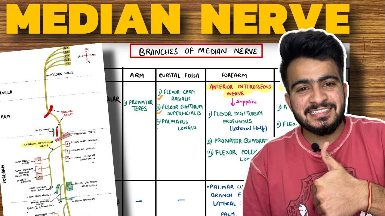 Median Nerve Anatomy | Course and Branches | Upper Limb Anatomy