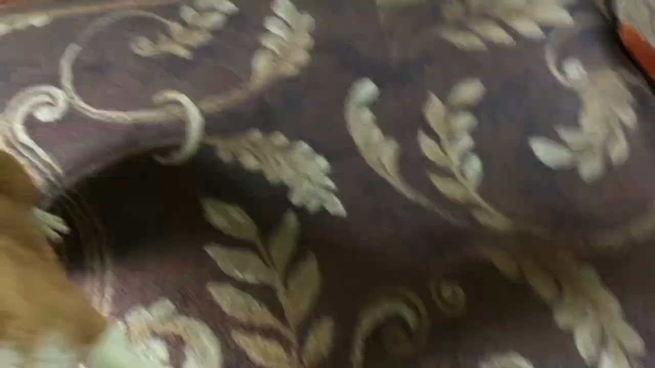 Corgi Zoomies