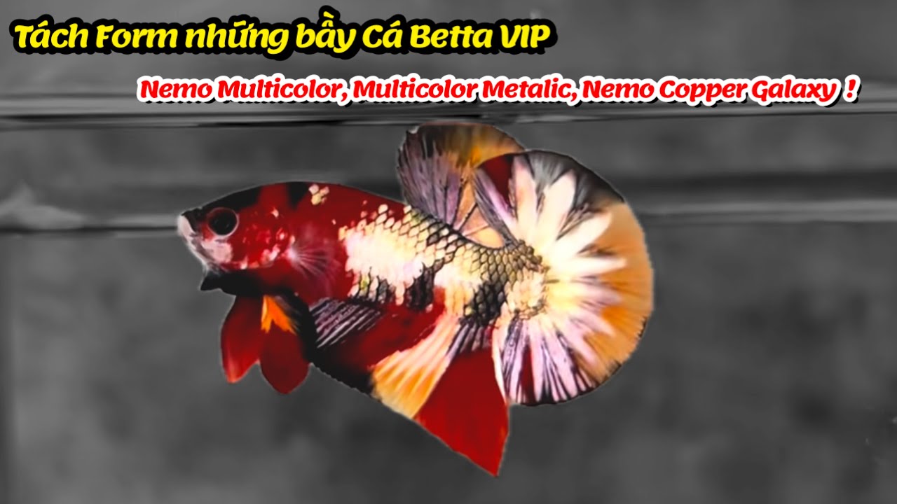 Thanh Hải Betta tách Form những bầy cá VIP gene tốt Nemo Copper, Multicolor Metalic, Multicolor Nemo