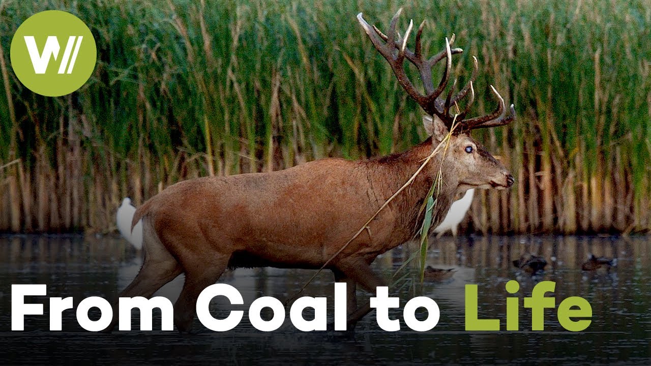 The Lausitz: How Germany's Coal Mines Turned Wild Again | Metamorphoses (4/5)
