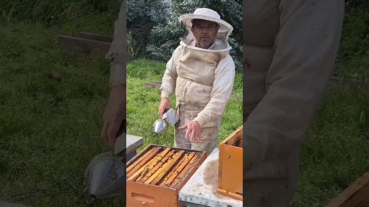 Como Armar incubadoras naturales en  cria de reinas  #apicultura #abejas #abejareina