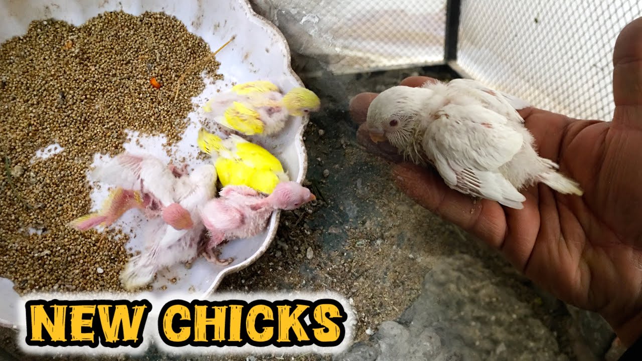 Alhumdulillah New Chicks Hatched 🐣