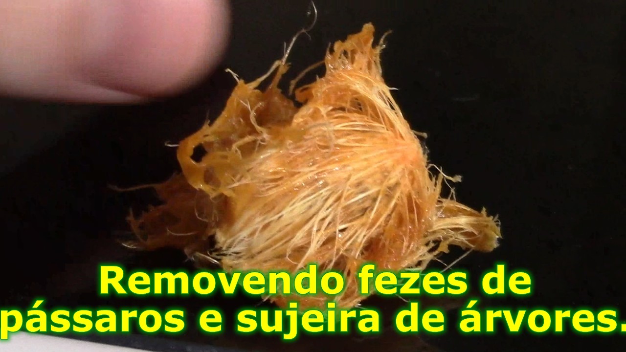Como tirar cocô de passarinho do carro?