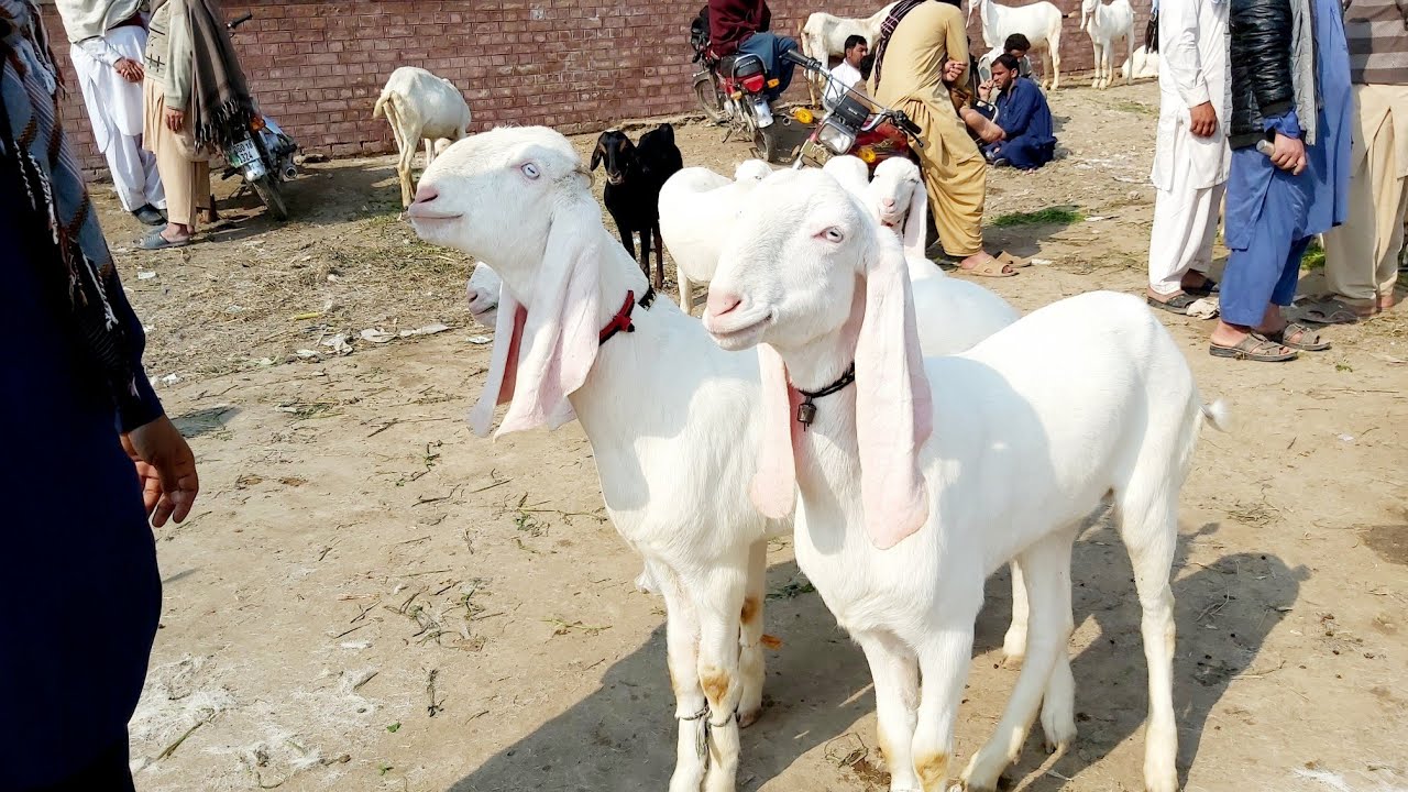 Friends, today the best and beautiful animals in Dg Khan Mandi have come at exactly George price