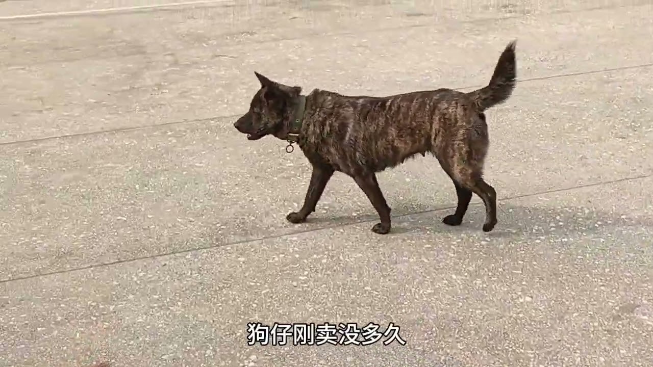 大山方圆十八里，出好狗，散养狗最多就属这个村屯了！