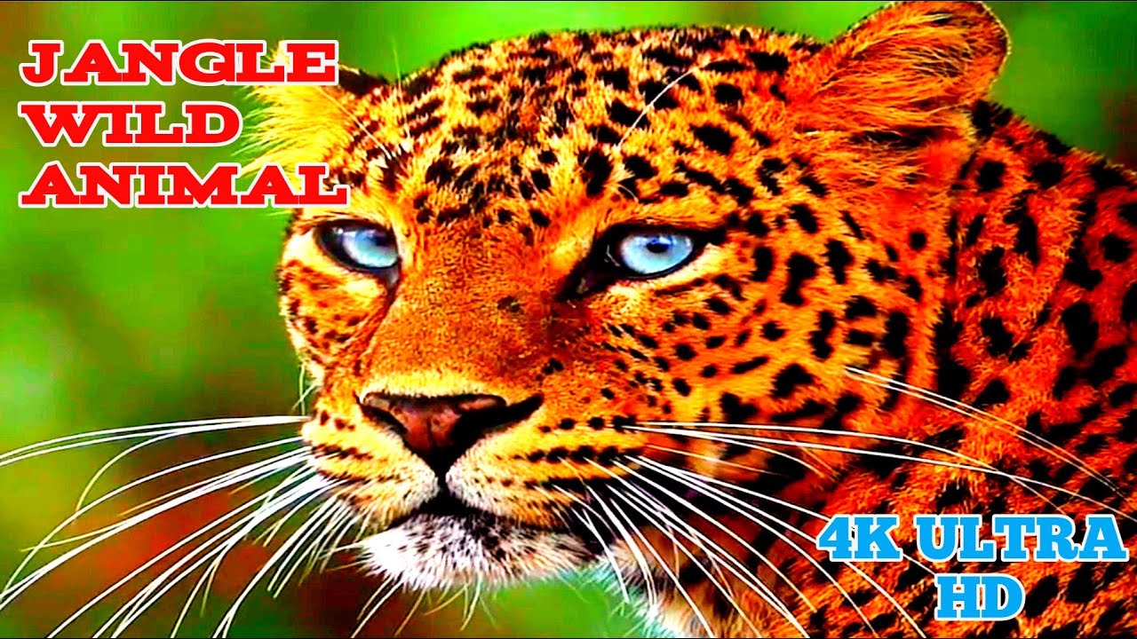Jungle Life 2026: 4K Ultra HD Wildlife Experience | 4k Video 60Fps