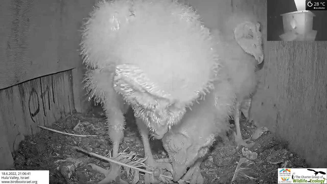 Owl nestling playing: Barn owl nestling play their mothers molted feathers
