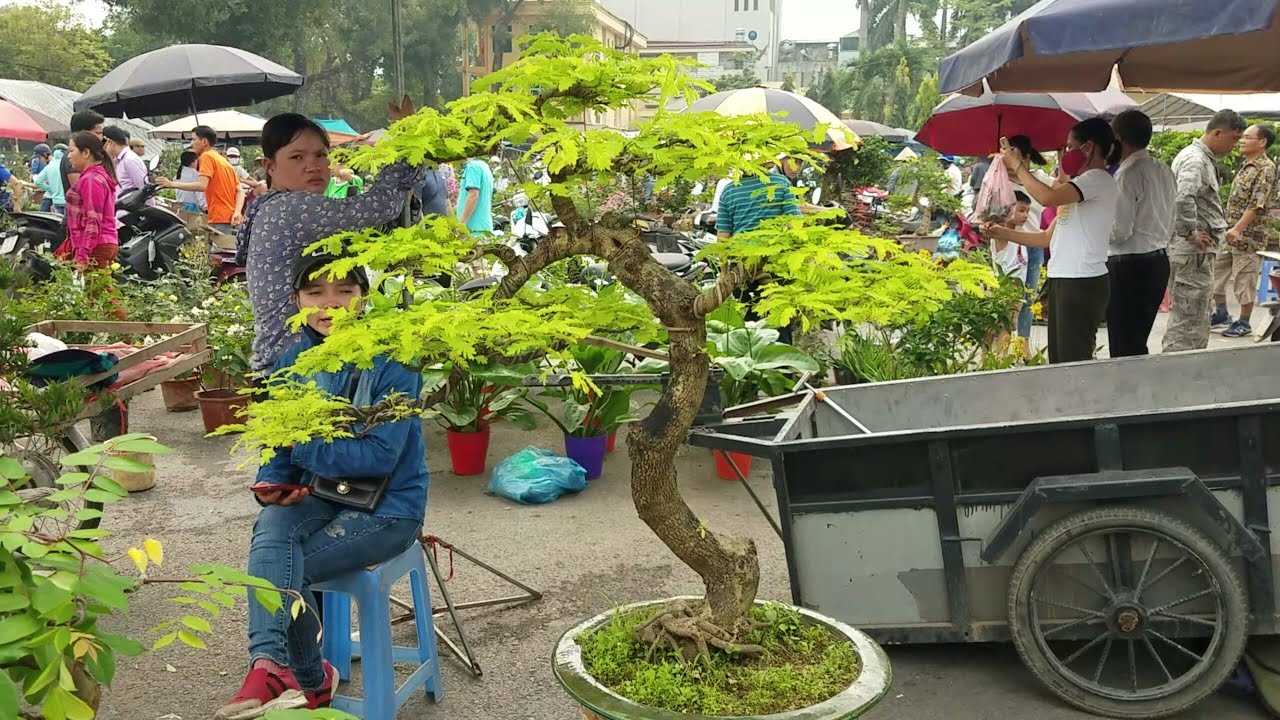 SH.2578.Báo giá 8tr cây Me này chơi được không các Bác, nhiều cây mini giá rẻ, chợ Sơn Tây Hà Nội