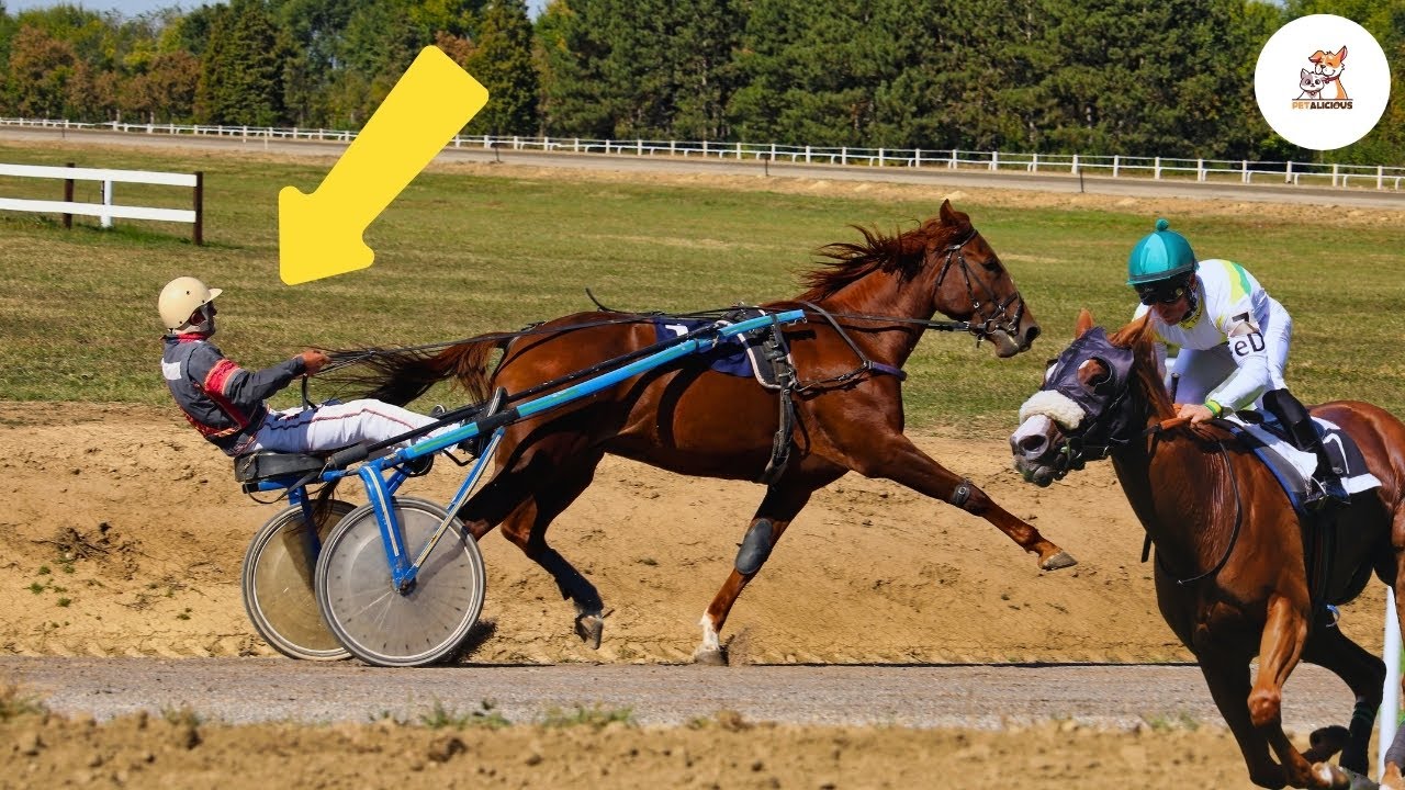 Exploring the World of Horse Breeds | A cowboy&rsquo;s last ride on his favorite horse | #horsemarket
