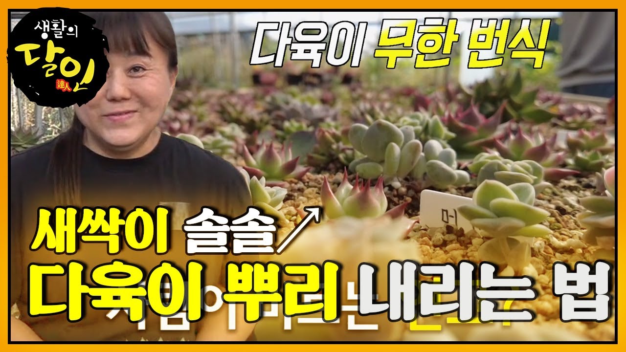 다육이 포장 달인이 알려주는 다육이 잘 키우는 방법★ #생활의달인 #LittleBigMastersReview #SBSstory