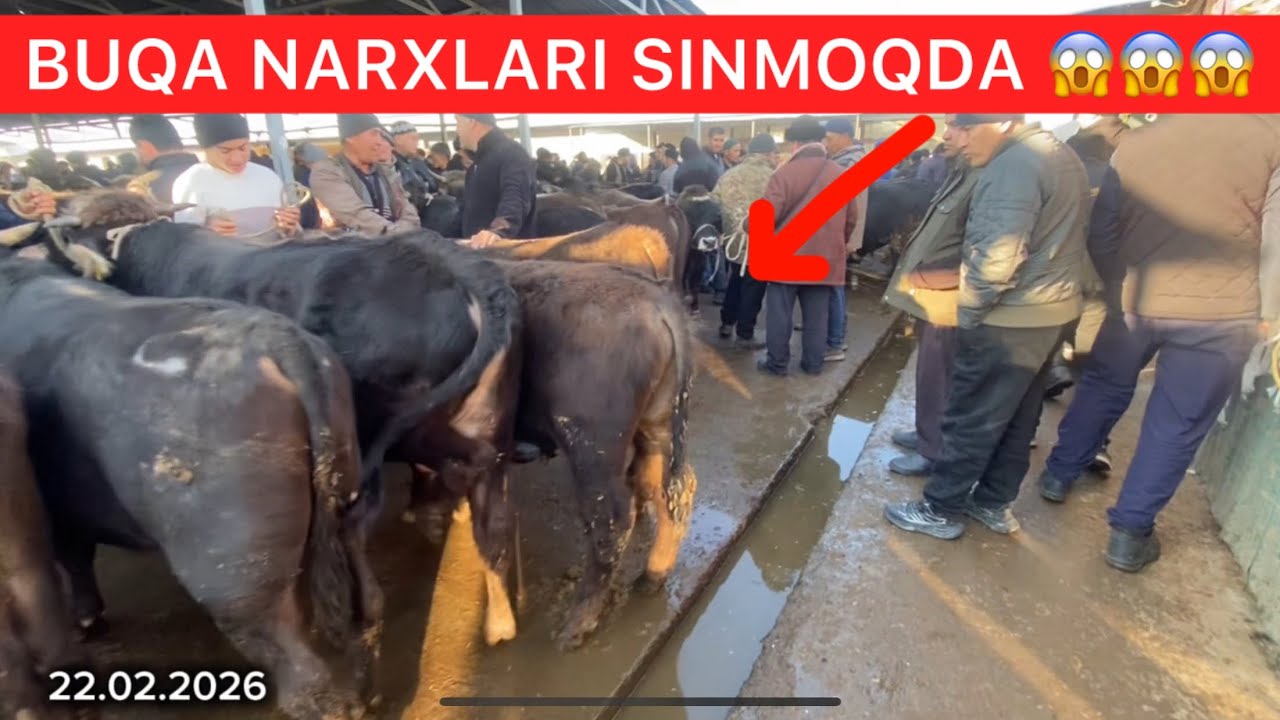 QORG’ONTEPA BUQA BOZORI TO’LDI BUNAQA BUQA KO’P KIRMAGAN 