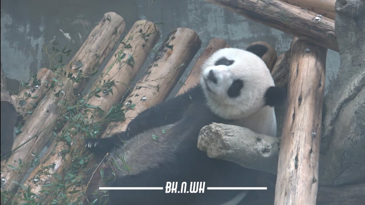 251117 타이페이 시립동물원 위안자이 (Yuan Zai at Taipei Zoo)