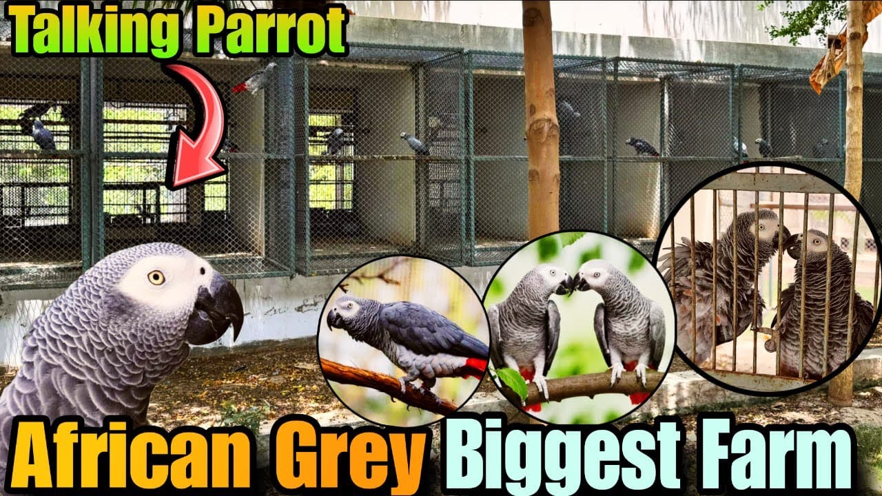 African Grey Parrot Breeding Setup | Biggest African Grey Farm in pakistan | Grey Talking Parrot 
