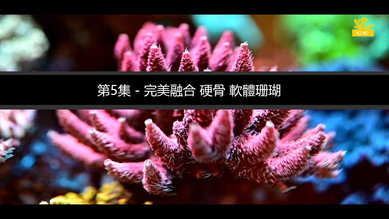 仙鑽水族  完美混養軟體與硬骨