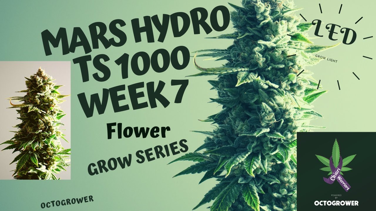 MARS HYDRO TS 1000 WEEK 7 | OCTOGROWER