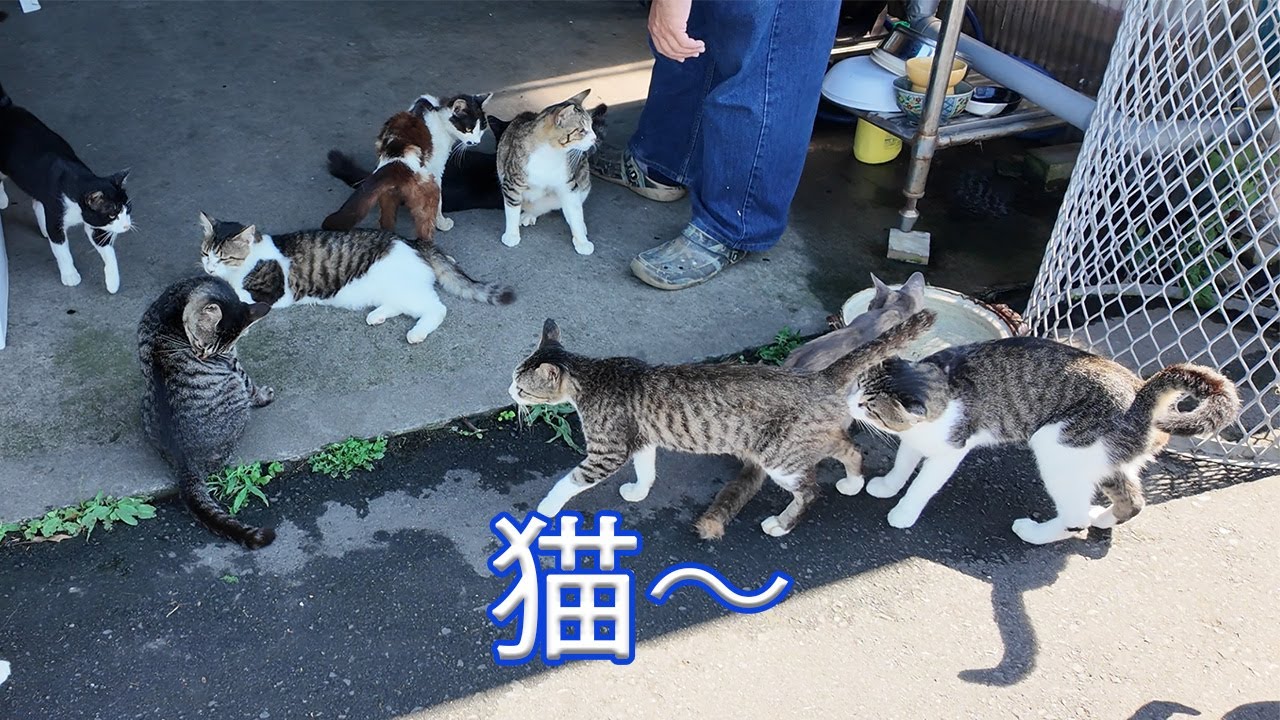 【宮城 田代島 猫島】猫と戯れてきた
