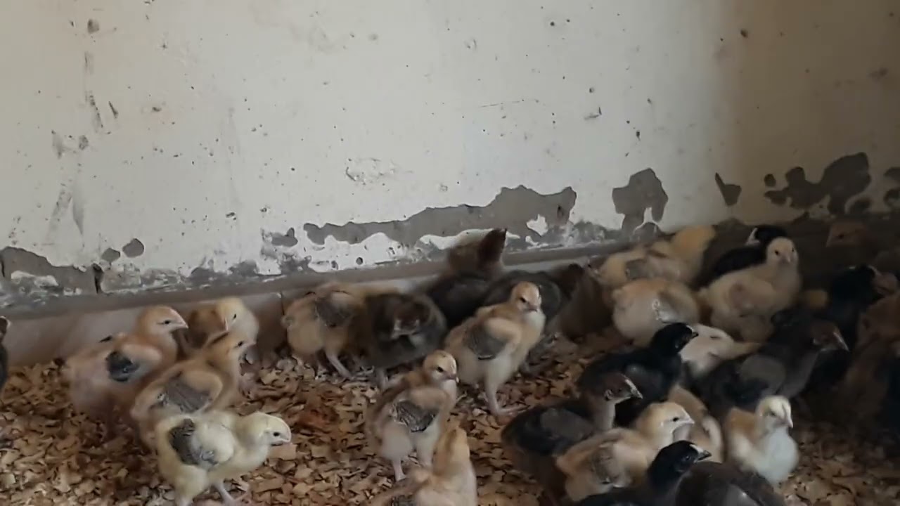 Twelve Days Old and 5 Weeks Old Dual Purpose Parent Stock Chicks! Living Hope Mixed Farm By Florence