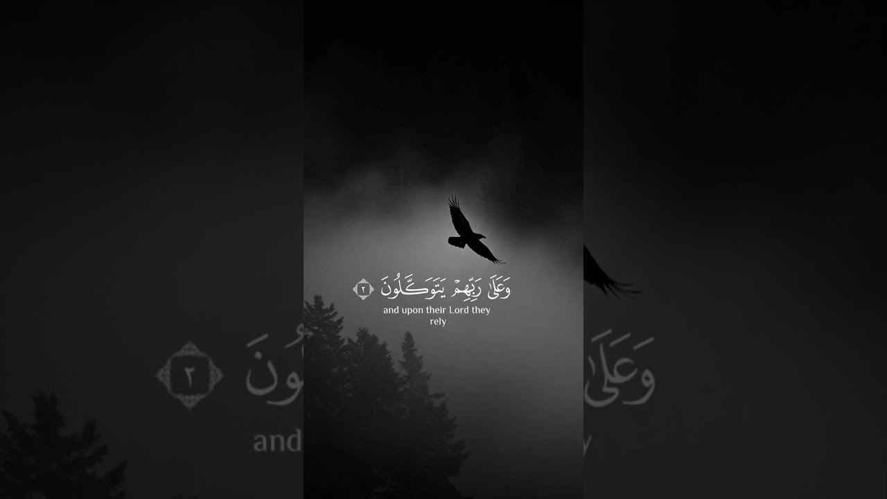 Light from the Qur’anWords of AllahDivine VersesQur’anic Reflections 