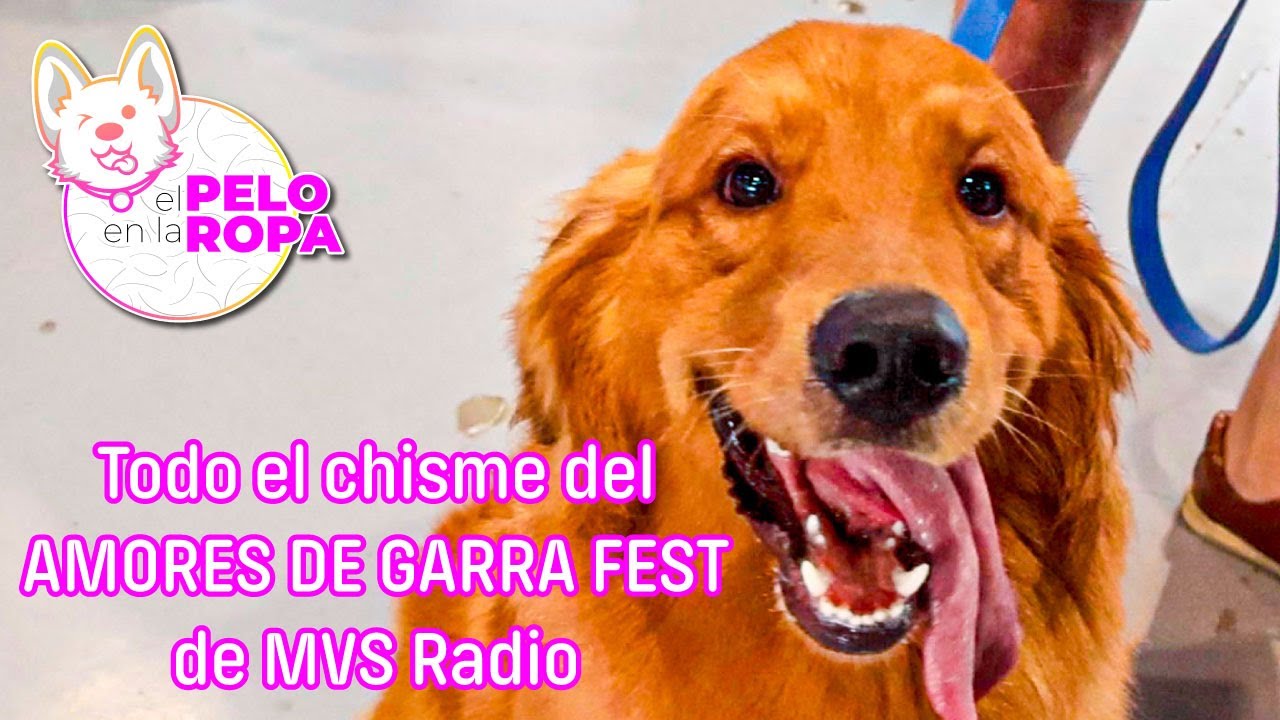 Evento: Amores de Garra Fest de MVS Radio