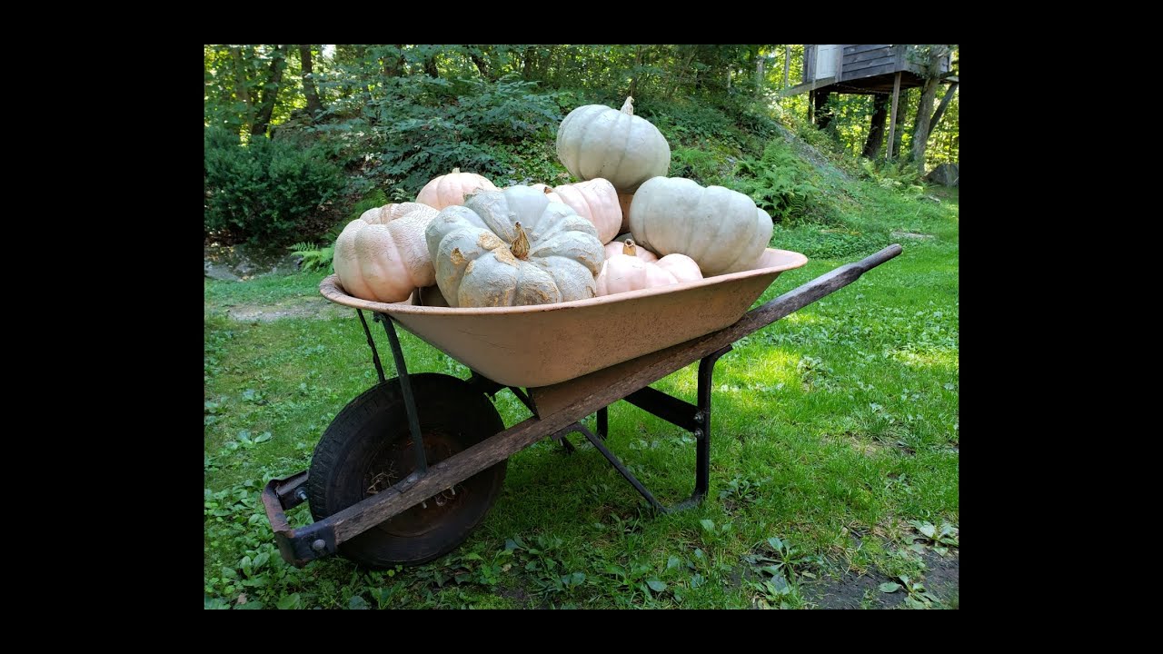 PUMPKIN SEASON  How to Harvest, Cure, and Store Pumpkin and Winter Squash