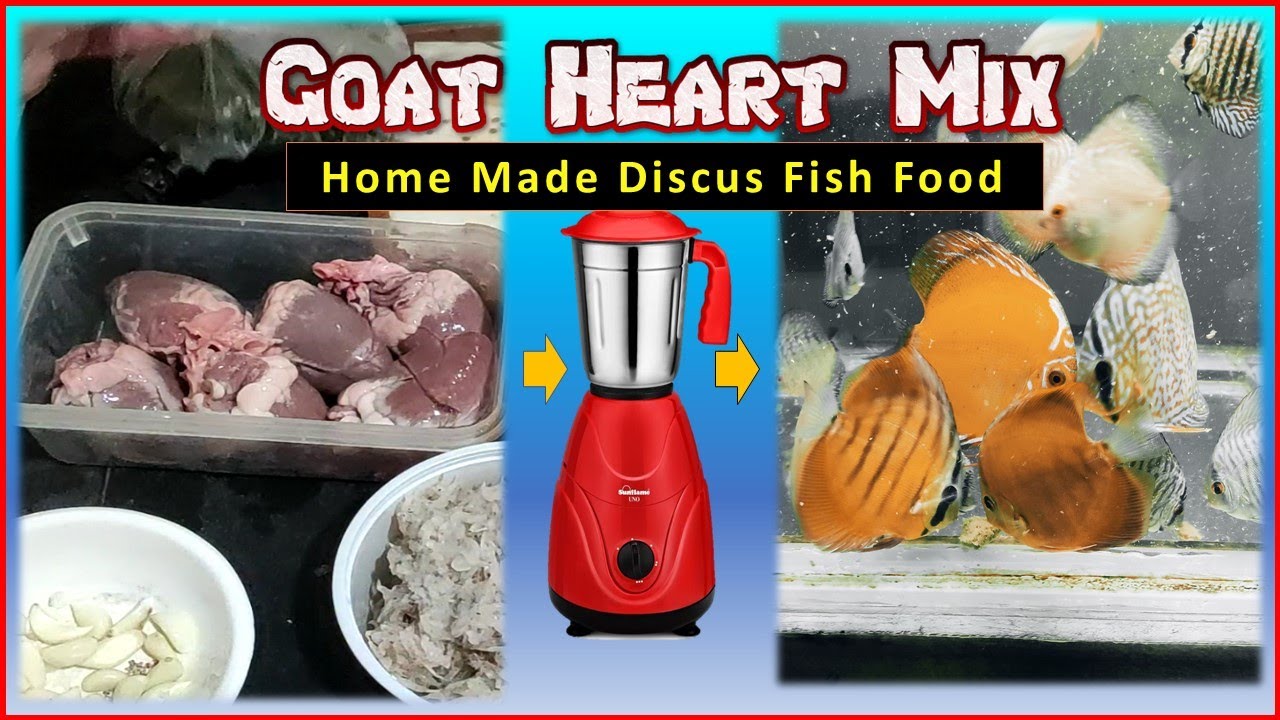 Home made Discus Fish Food | Discus fish food kaise banaye | Goat Heart Mix recipe