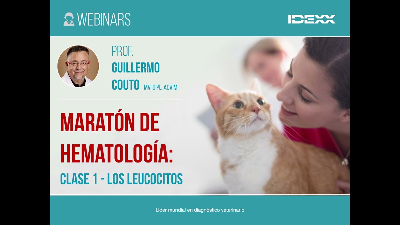 IDEXX | MARATÓN DE HEMATOLOGÍA | Clase 1 - Los LeucocitoS
