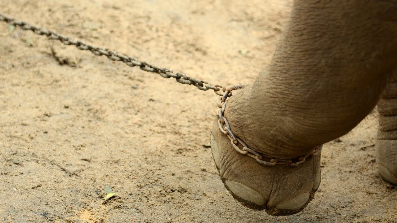 CHARLIE-THE MOST FAMOUS ELEPHANTFREE AT LAST