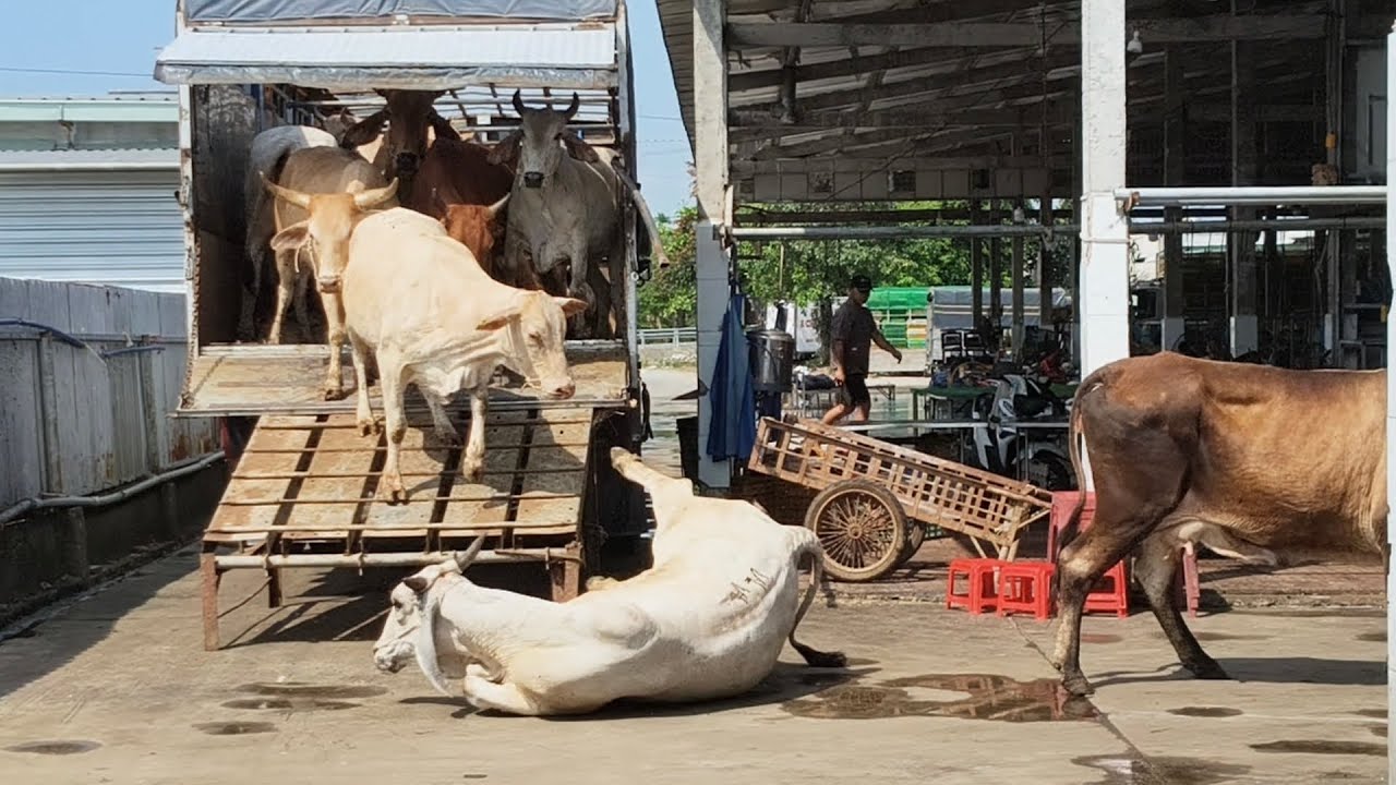 Bò xuống xe 