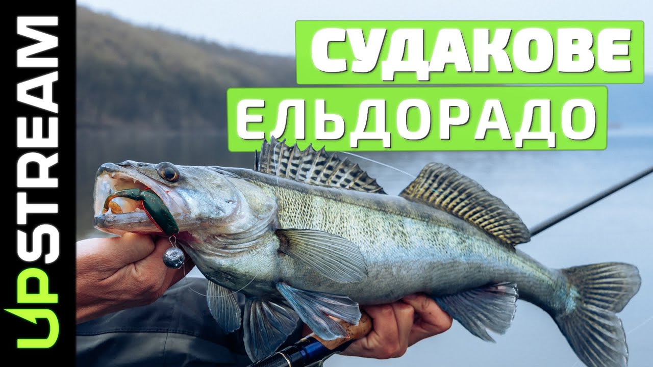 Ловля судака. Незабутня рибалка року. UPSTREAM Fusion 3