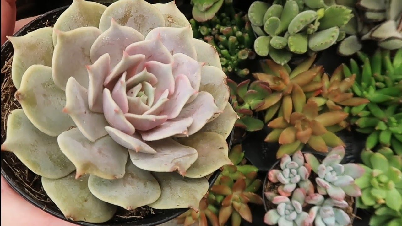 Lowes Houseplants & Winter Theme Plants