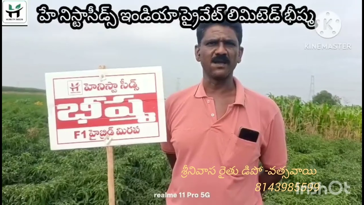#Agriculture, Srinivasa Rythu Depot, Vatsavai 8143985599, Henishtha Seeds' Bheeshma Chilli variety